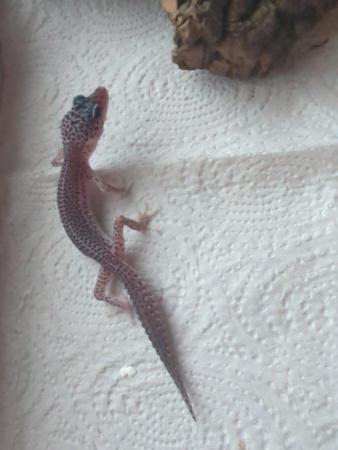 Image 3 of Leopard geckos adults and juveniles