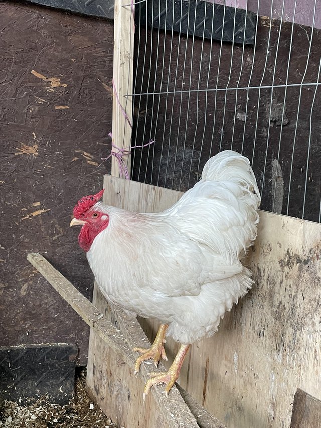 Preview of the first image of 3 pure breed cocks available.