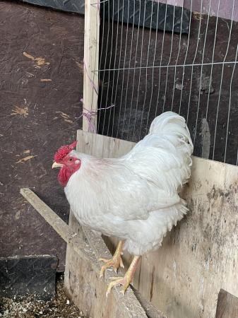 Image 1 of 3 pure breed cocks available