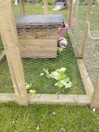 Image 2 of 2 male guinea pigs and cage and accessories