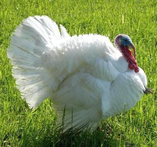 Preview of the first image of TRADITIONAL WHITE TURKEY GROWERS.