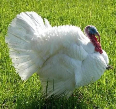 Image 1 of TRADITIONAL WHITE TURKEY GROWERS