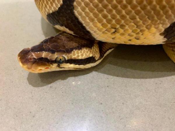 Image 6 of SOLD Pastel Adult Male Royal Python