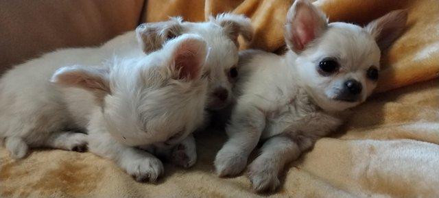 Image 4 of Puppy chihuahuas so loving and playful