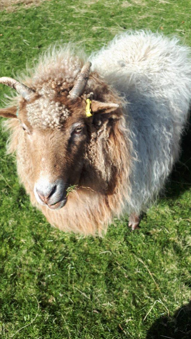 Preview of the first image of 6 Shetland x Icelandic / shetland Ewes for sale £300ono.