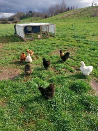 Image 1 of 6 mixed colour silkie hatching eggs