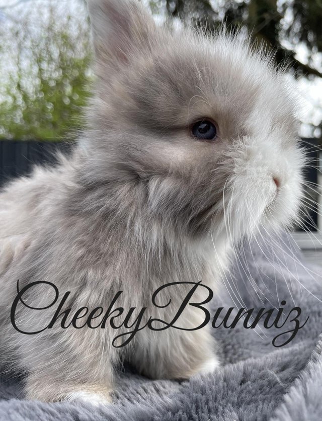Preview of the first image of English Angora Babies Available.