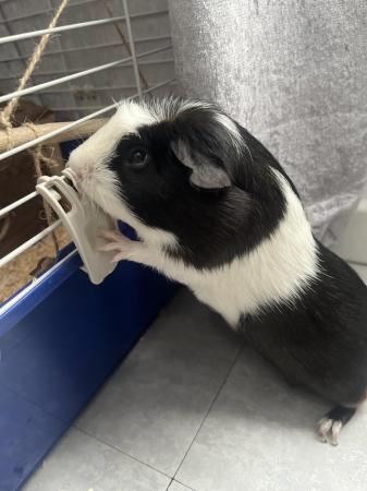 Image 5 of Meet ace. He’s a 4 month old guinea pig.