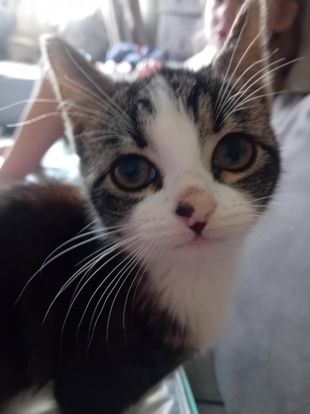 BEAUTIFUL!! Kittens, ready to go to there new homes! — Pets & Animals in Basildon