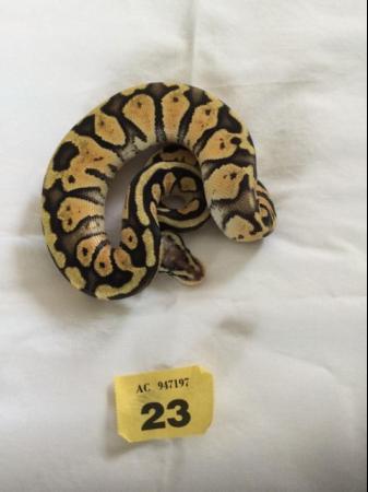 Image 4 of Female super pastel baby royal python