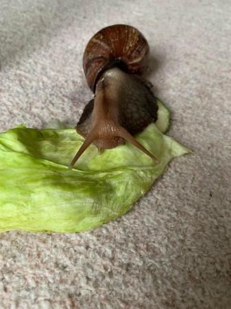 Image 5 of Re Home. Giant African Land Snail for sale
