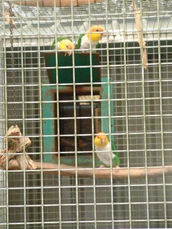 Image 5 of 2022/23 Green Thighed Caiques, homebred and parent reared