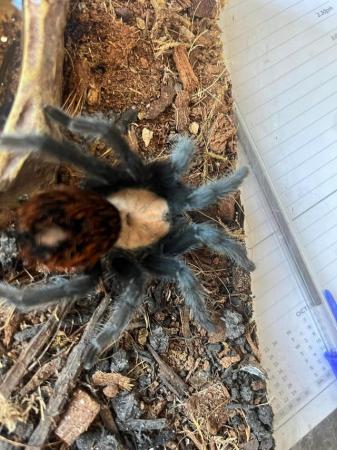 Image 5 of For Sale  Mexican Golden Red Rumped Tarantula and enclosure