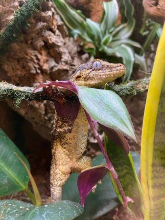 Image 6 of Gargoyle Geckos. 1 male & 1 female available
