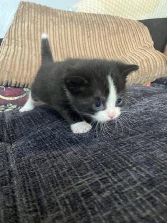 Image 10 of Gorgeous kittens available
