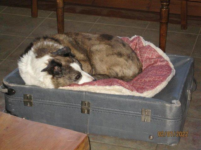 Preview of the first image of Old suitcase/ /dog/cat bed......