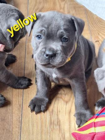 Image 7 of Blue staffy puppies mixed litter
