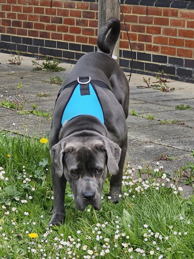 Preview of the first image of Kane , Cane Corso male 2 years old.