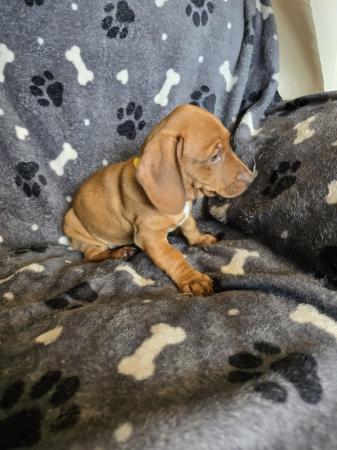 Image 4 of Smooth dachshund puppies ** READY TO LEAVE**