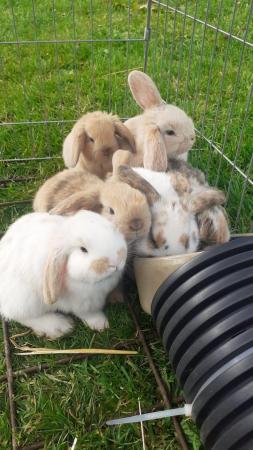 Image 1 of Beautiful, Well handled, Baby Mini Lop Rabbits