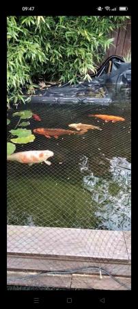 Image 1 of Large and medium koi fish for sale