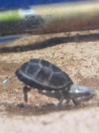 Image 5 of X River Cooter or Musk Turtles Available X