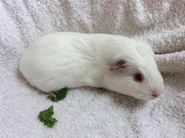 Image 7 of 4 female guineas available