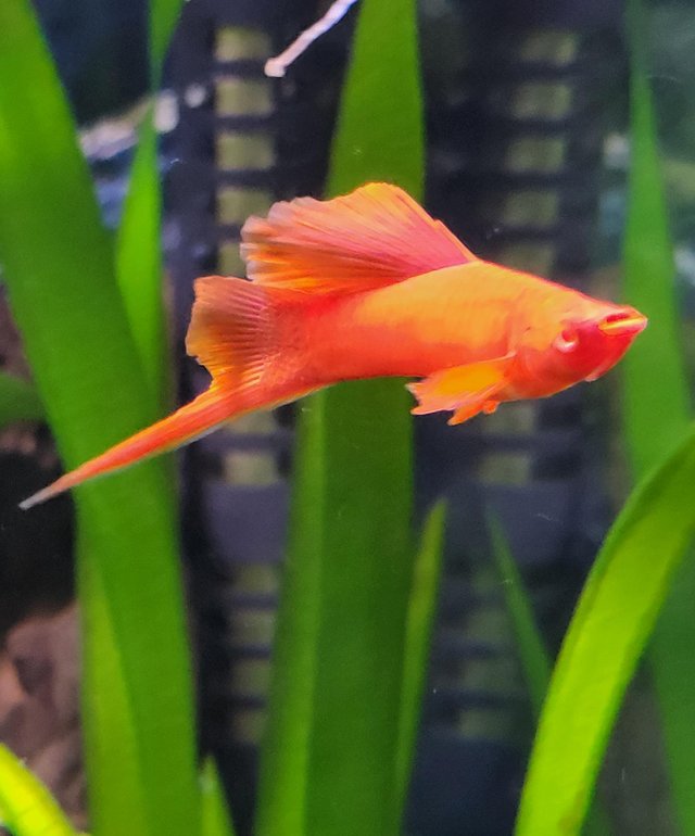 Preview of the first image of Trio hi fin firecracker swordtails.