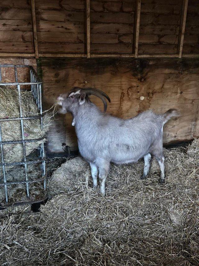Preview of the first image of Toggenburg Male Goat available for sale..