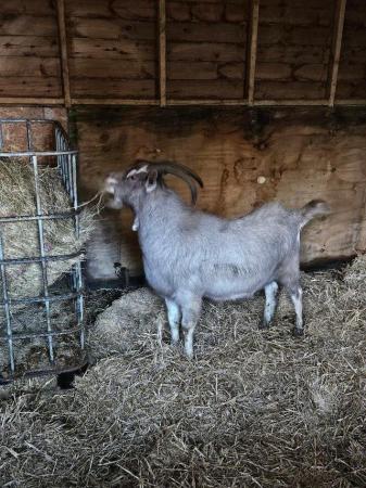 Image 1 of Toggenburg Male Goat available for sale.