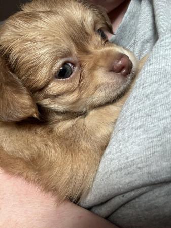 Image 1 of Two stunning male baby chihuahuas