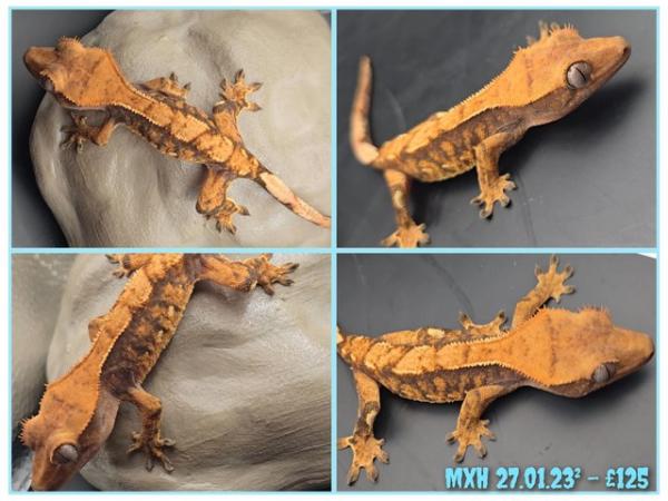 Image 3 of Crested geckos with various colours and patterns