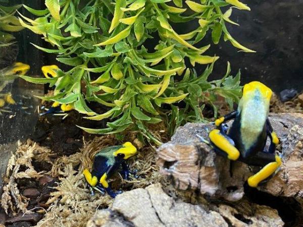 Image 7 of Dart Frogs for sale at Birmingham Reptiles