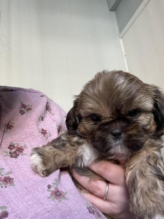 Image 3 of 1 shihtzu girl left looking for her forever home