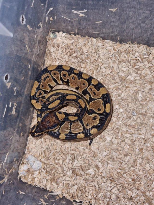 Preview of the first image of Normal ball python for sale.