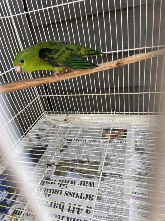 Image 1 of Male green linolated parakeet available