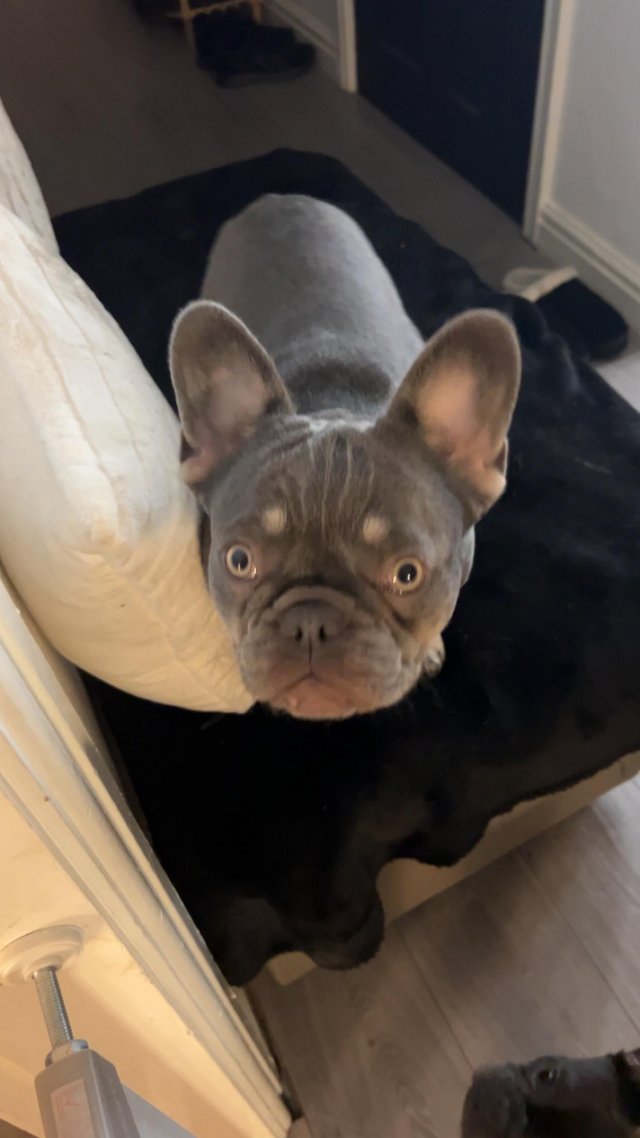 Preview of the first image of French bulldog female 1 year old.