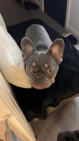 Image 1 of French bulldog female 10 months old