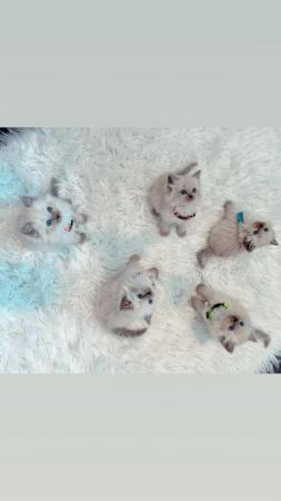 Image 9 of GCCF Registered Blue Point Ragdoll Kittens