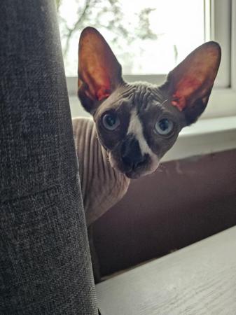 Image 7 of Gccf male sphynx kitten from health tested parents