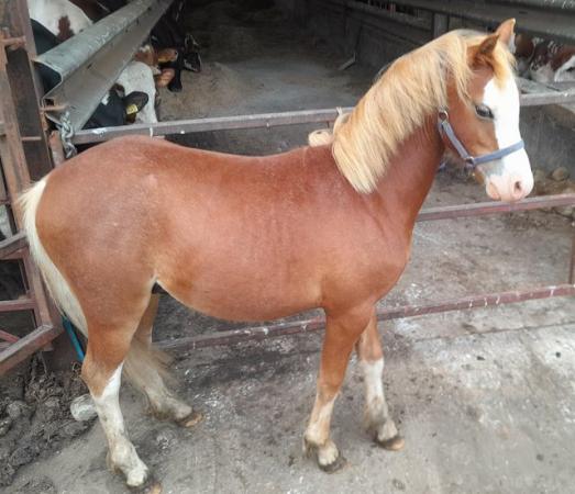 Image 2 of Chestnut Gelding Welsh Pony Section B to make 13hh