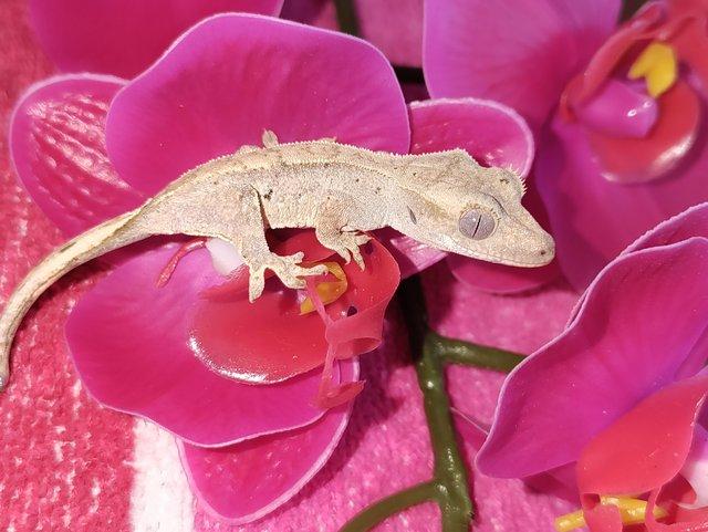 Preview of the first image of Stunning crested gecko hatchlings/juveniles.