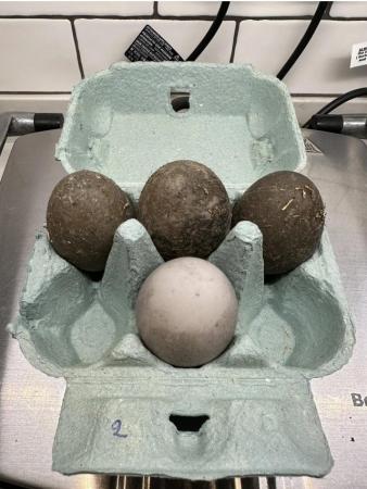 Image 3 of Fertile Cayuga duck hatching eggs exhibition quality