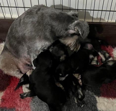 Image 2 of ALL GONE Miniature Schnauzer Pups KC REGISTERED