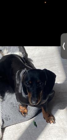 Image 2 of Dachshund Girl for sale