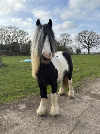 Image 1 of Gypsy Vanner Mare for sale
