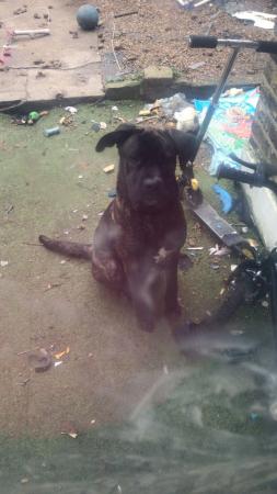 Image 5 of Year old cane corso mix male