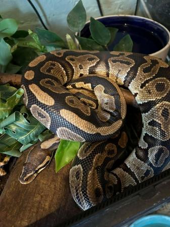 Image 5 of Female Royal Python for adoption