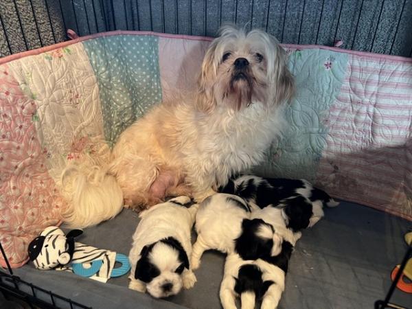Image 2 of Beautiful litter of 4 Shih tzu puppies for sale