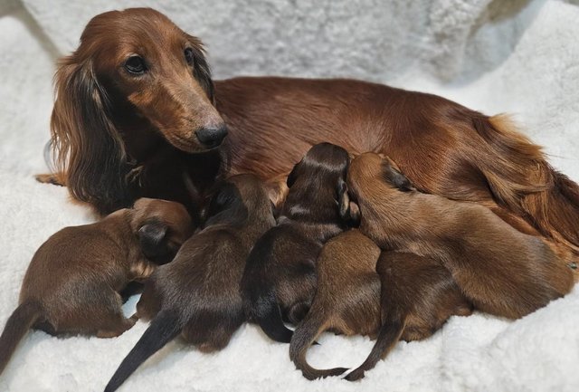 Image 3 of Outstanding Mini Long Haired Dachshunds